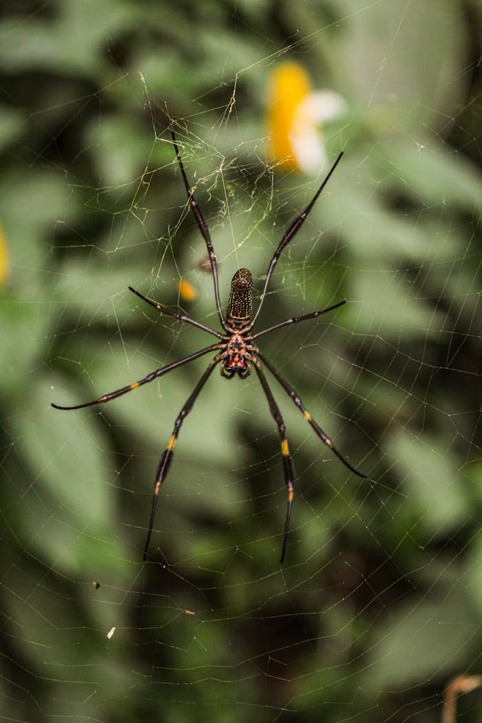 Macro shot of a spider in its web, showcasing intricate details of the arachnid and the web.